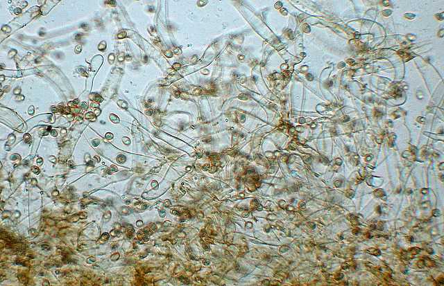 Tubaria conspersa    (Pers.)    Fayod